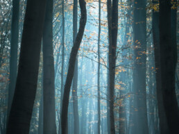 Forest porcelain tile